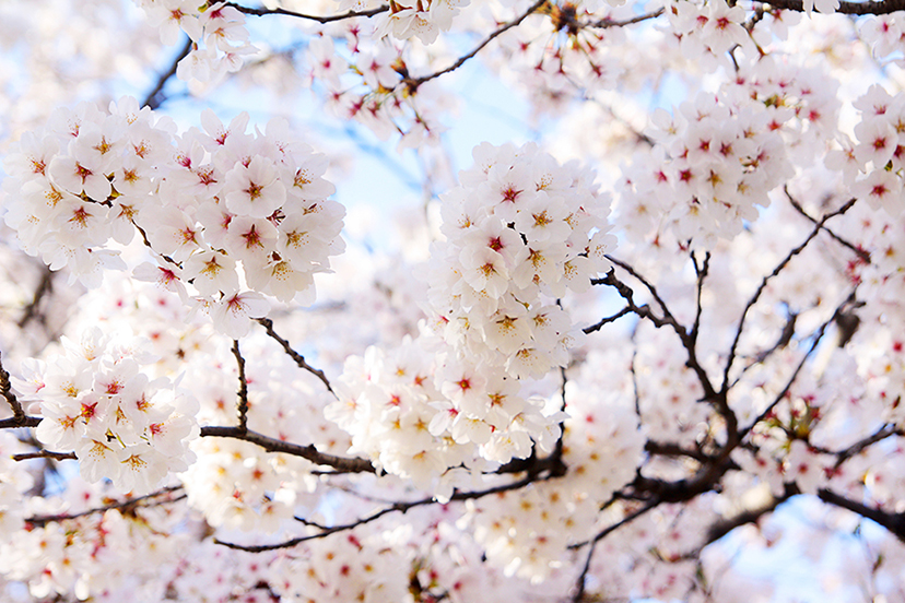 [kozaza picks] Around the place of cherry blossom festival in Seoul