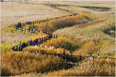 [Travel to Korea] A must visit festival if you are in Korea in autumn, Suncheon Bay Reeds Festival